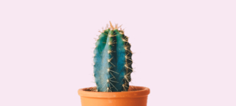 A Cactus on table